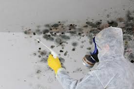 Best Mold Removal for HVAC Installations in USA